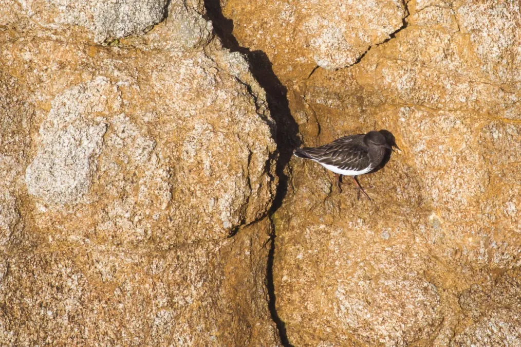 File:Arenaria melanocephala (31299410590).jpg