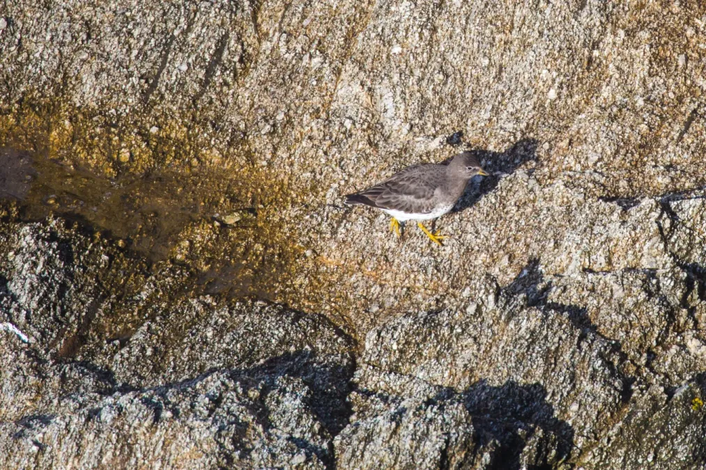File:Calidris virgata (31299406190).jpg