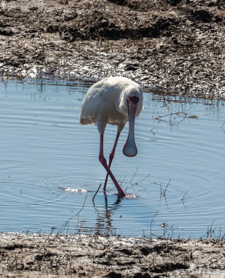 File:Espátula africana (Platalea alba), parque nacional de Chobe, Botsuana, 2018-07-28, DD 40.jpg