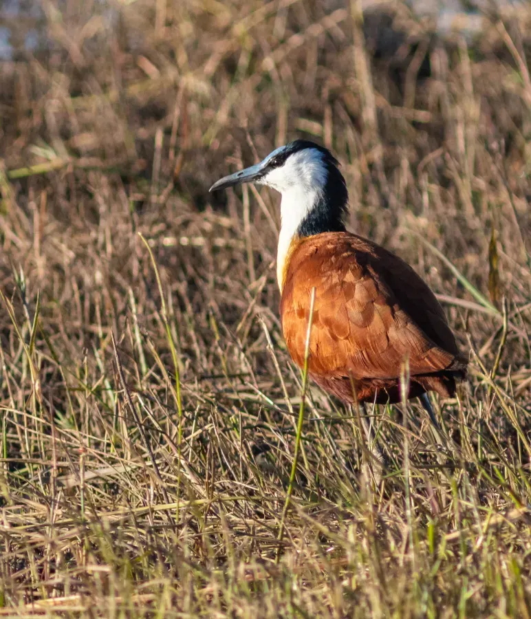 File:Jacana africana (Actophilornis africanus), parque nacional de Chobe, Botsuana, 2018-07-28, DD 75.jpg