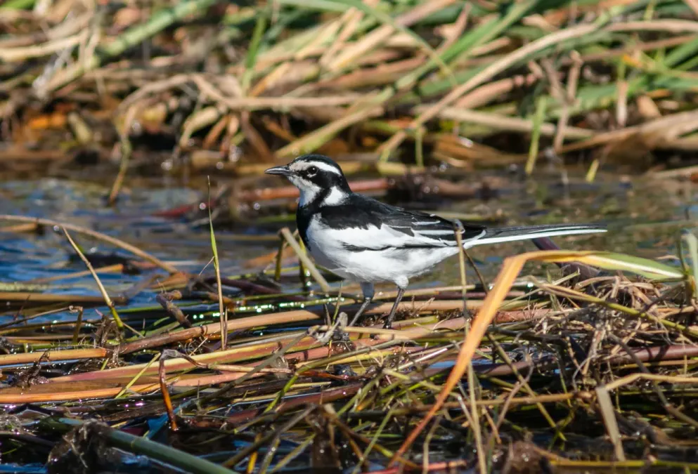 File:Lavandera africana (Motacilla aguimp), parque nacional de Chobe, Botsuana, 2018-07-28, DD 54.jpg