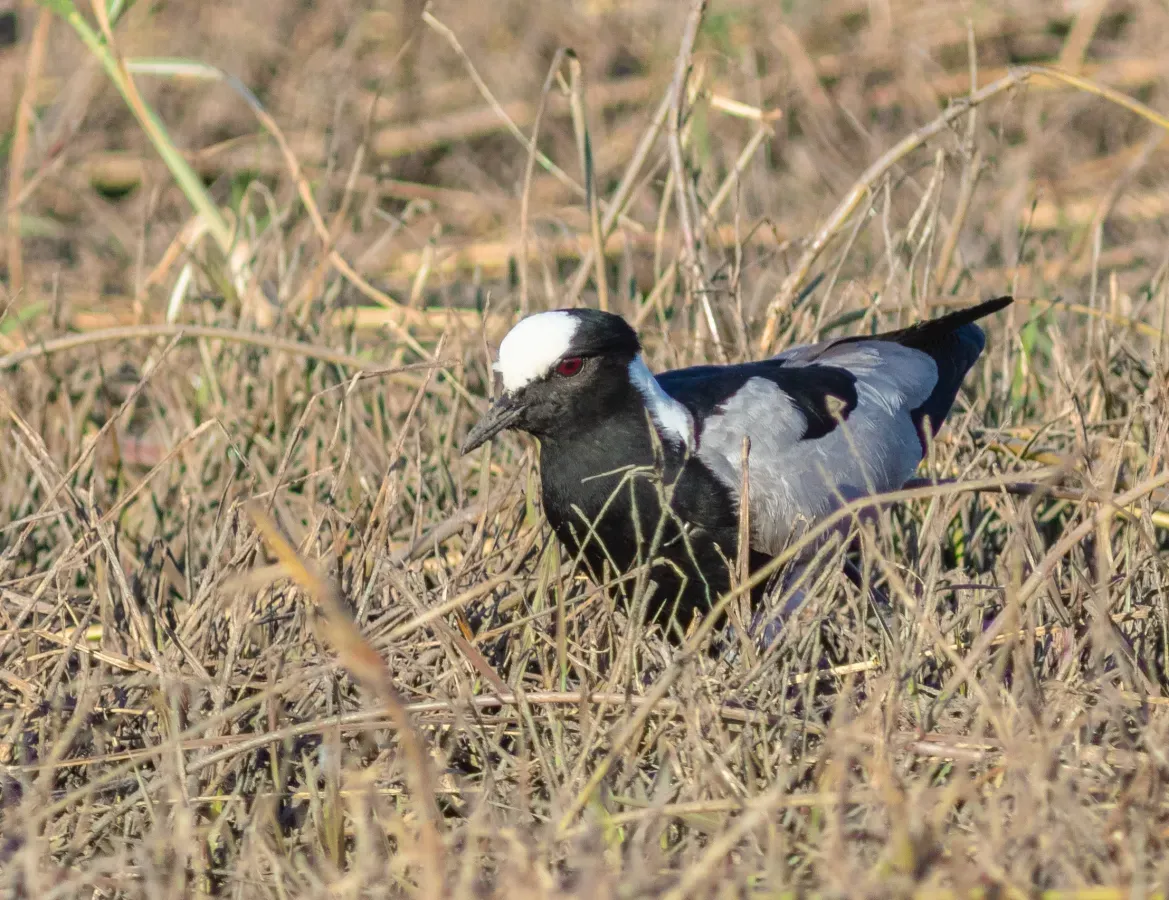 File:Avefría armada (Vanellus armatus), parque nacional de Chobe, Botsuana, 2018-07-28, DD 70.jpg
