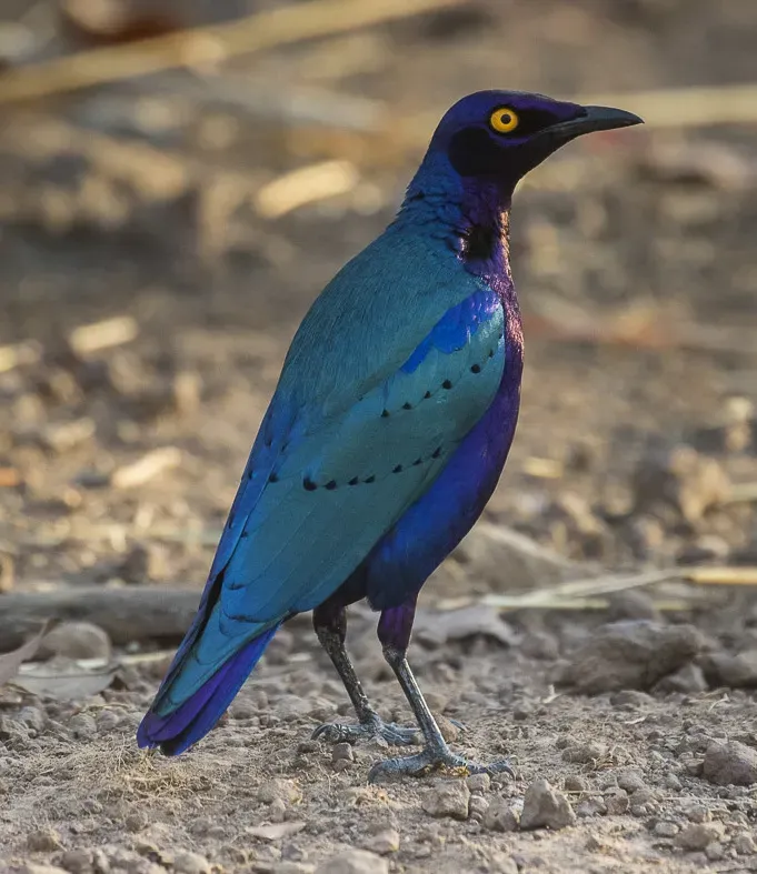 File:Purple Glossy-Starling (Lamprotornis purpureus) - Gambia.jpg