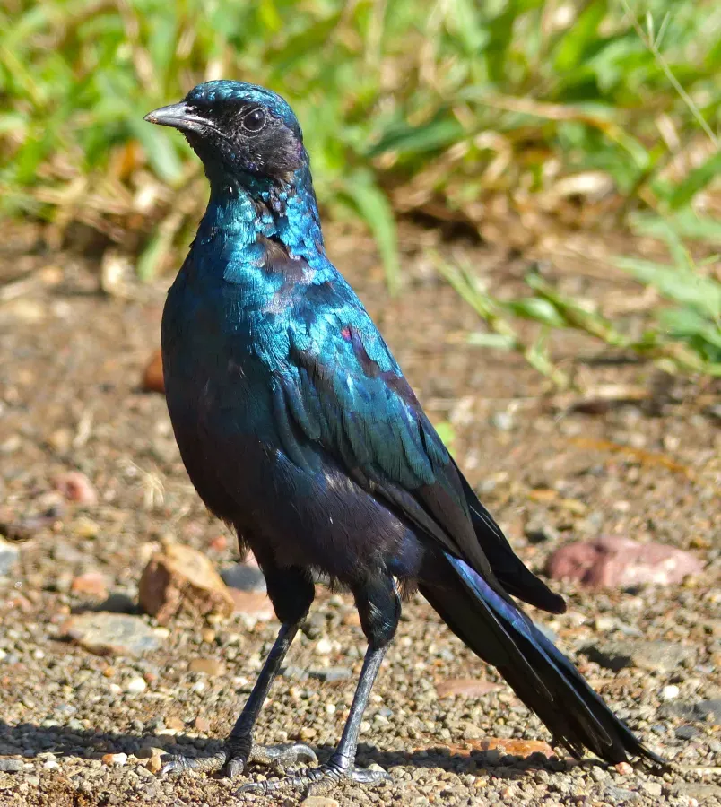 File:Burchell's Starling (Lamprotornis australis) at Kruger National Park.jpg