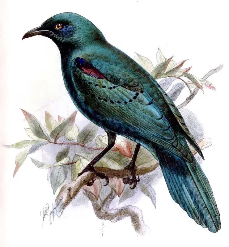 File:Lamprotornis acuticaudus Keulemans.jpg