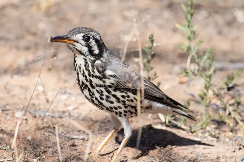 File:Turdus litsitsirupa (32104165028).jpg