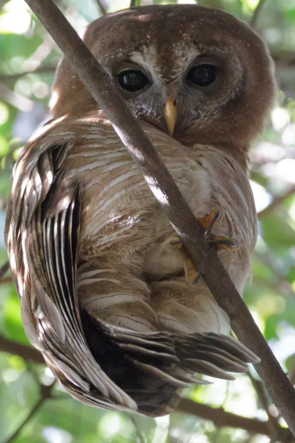 File:Strix woodfordii (28258997246).jpg