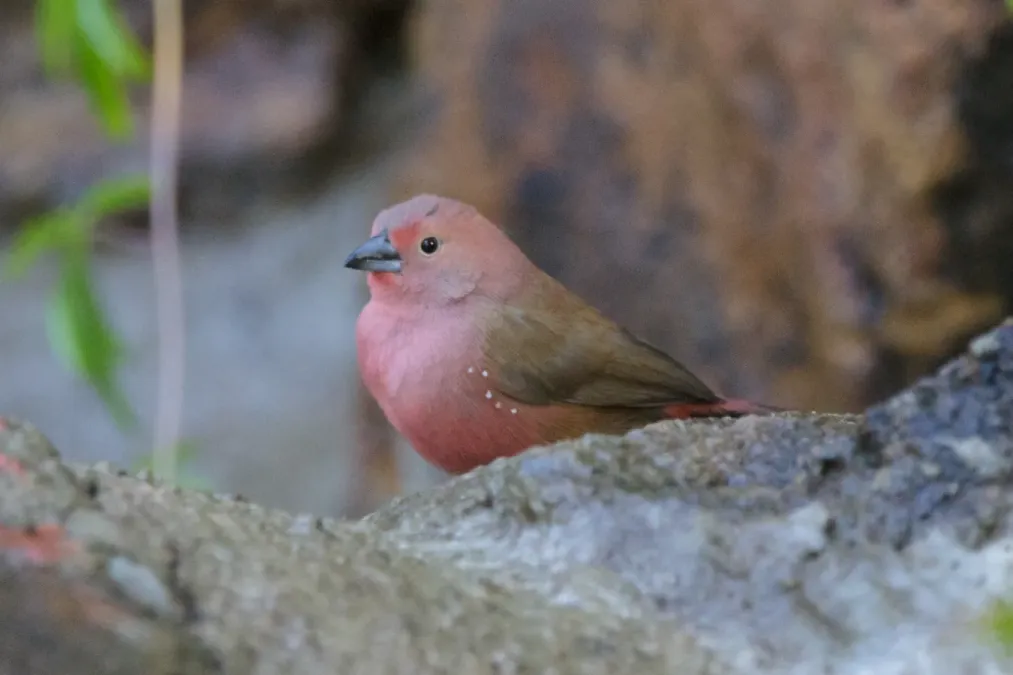 File:Lagonosticta rhodopareia (27677020184).jpg
