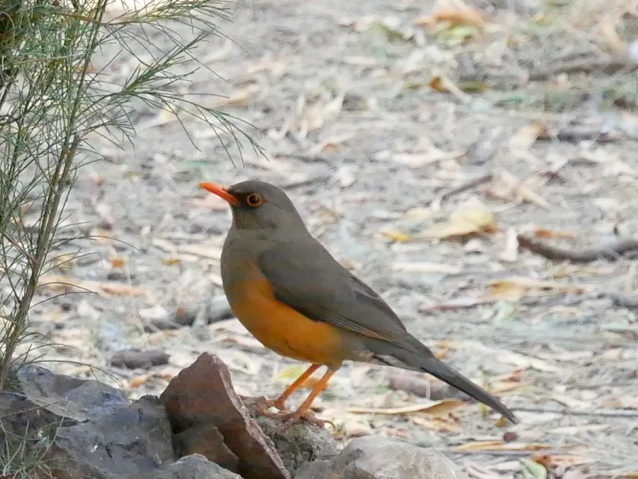 File:Turdus abyssinicus, Gondar, Ethiopia 2018-02-04.jpg