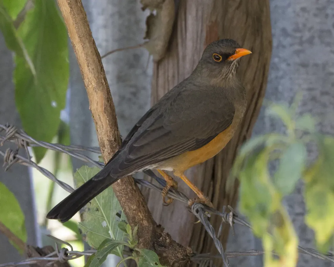 File:Abyssinian Thrush Turdus abyssinicus, Debre Libanos, Ethiopia.jpg