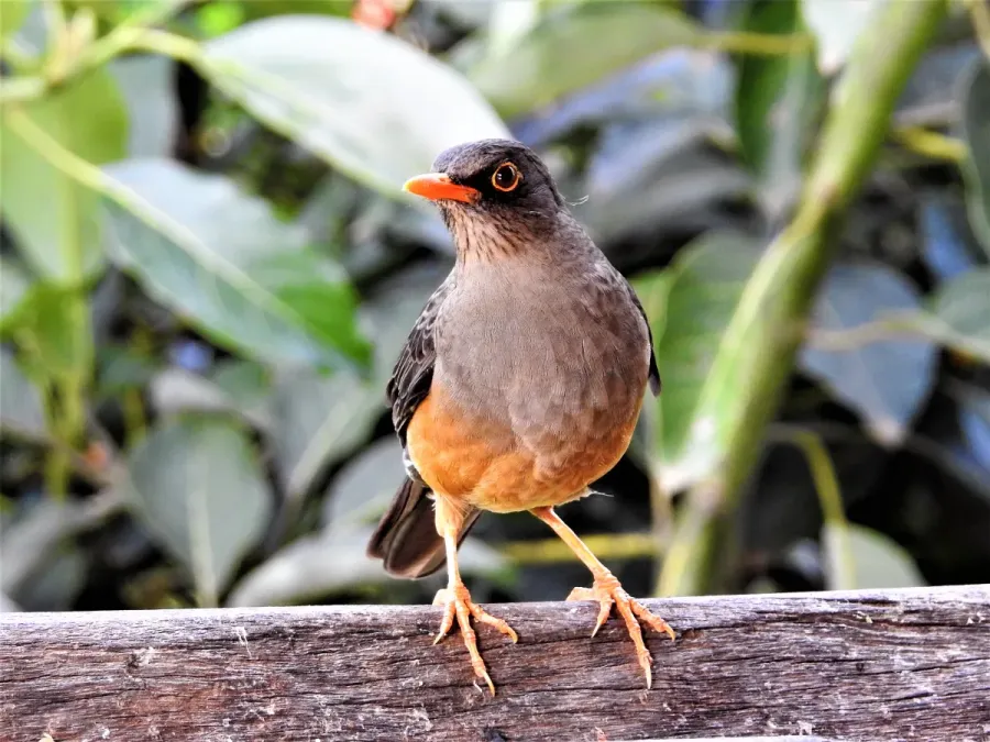 File:Abyssinian Thrush Turdus abyssinicus, Kenya.jpg