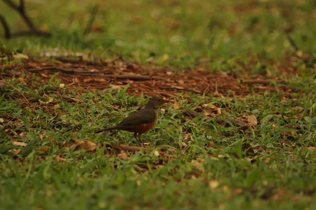 File:Turdus rufiventris (30579384832).jpg