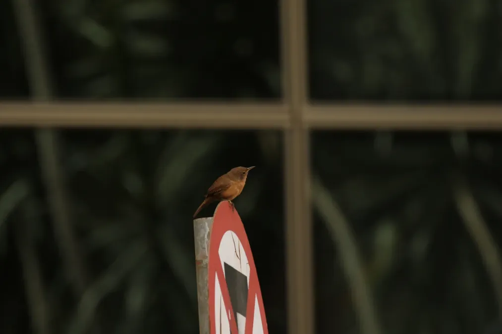 File:Troglodytes musculus (30064245884).jpg