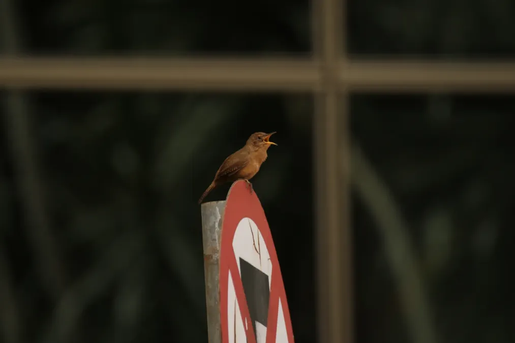 File:Troglodytes musculus (30064241784).jpg