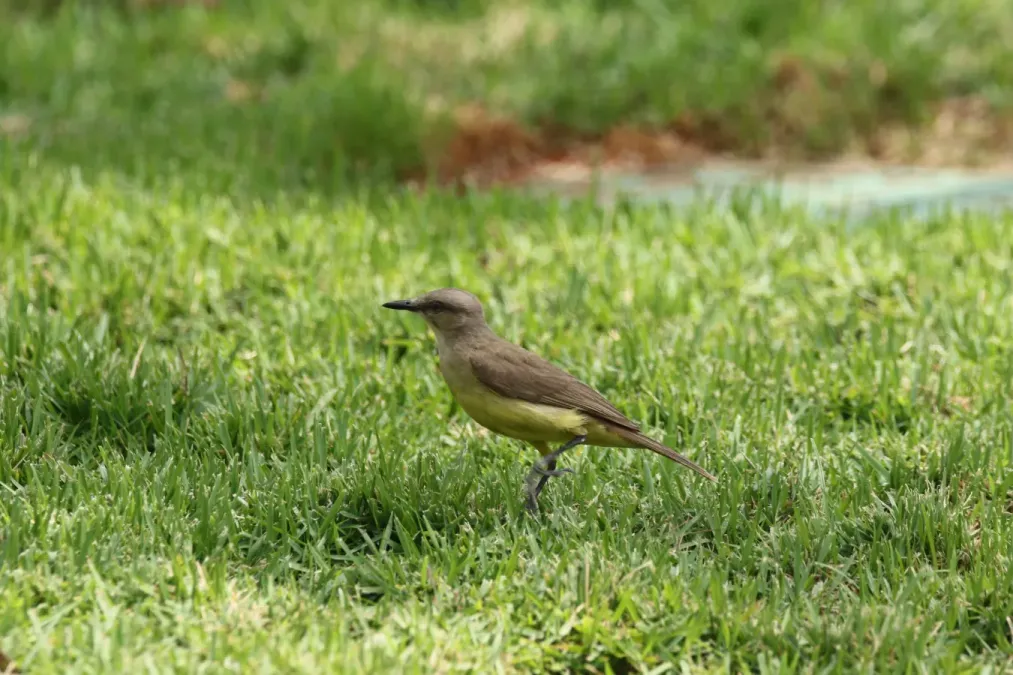 File:Machetornis rixosa (30579151962).jpg