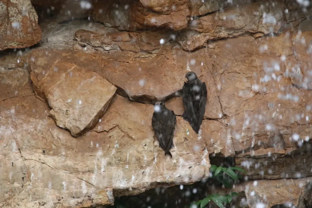 File:Cypseloides senex (30038215504).jpg