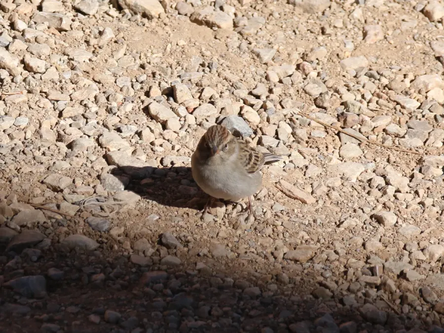 File:Spizella breweri (29832771576).jpg