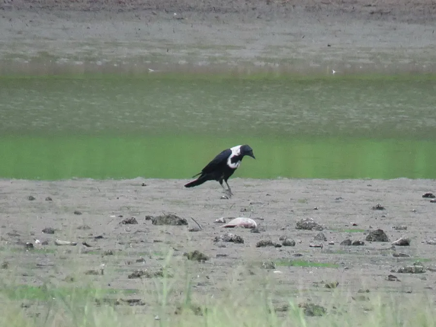 File:Corvus torquatus (44653766012).jpg