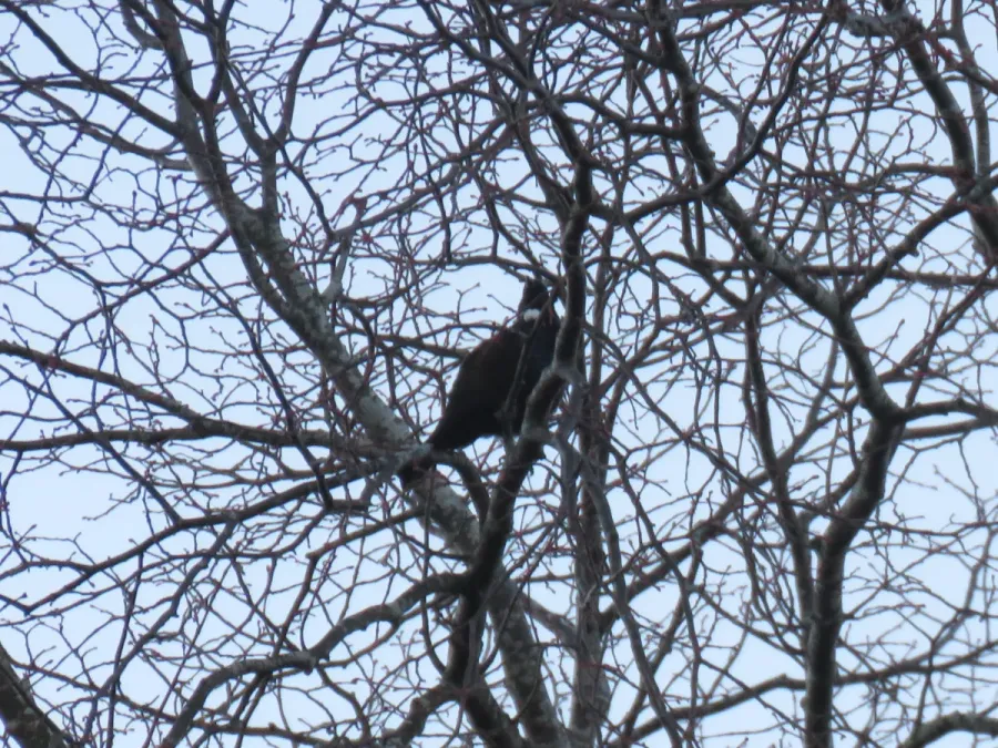 File:Prosthemadera novaeseelandiae (44630920632).jpg
