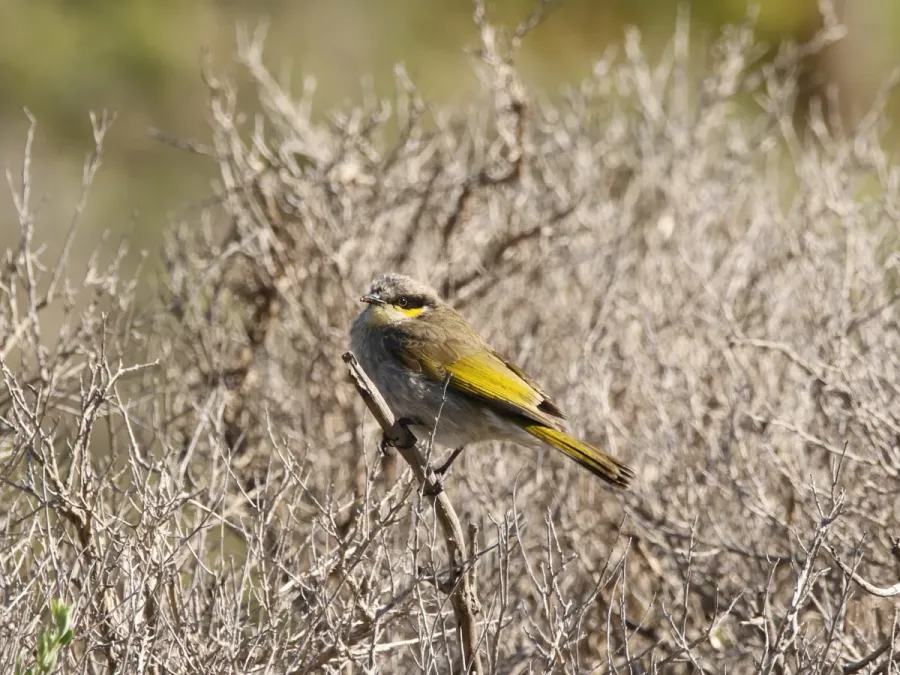 File:Gavicalis virescens (43751562015).jpg