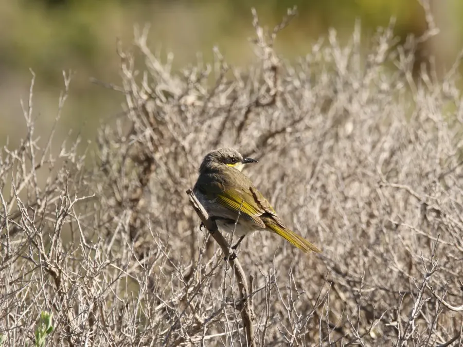 File:Gavicalis virescens (30790129978).jpg