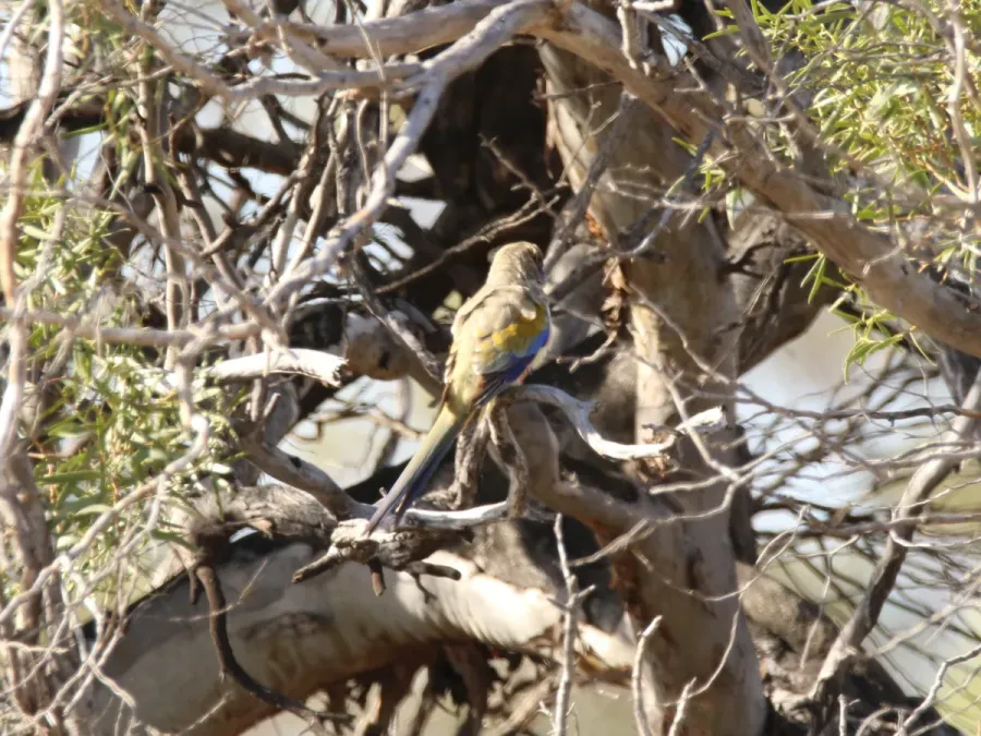 File:Northiella haematogaster (44589658672).jpg