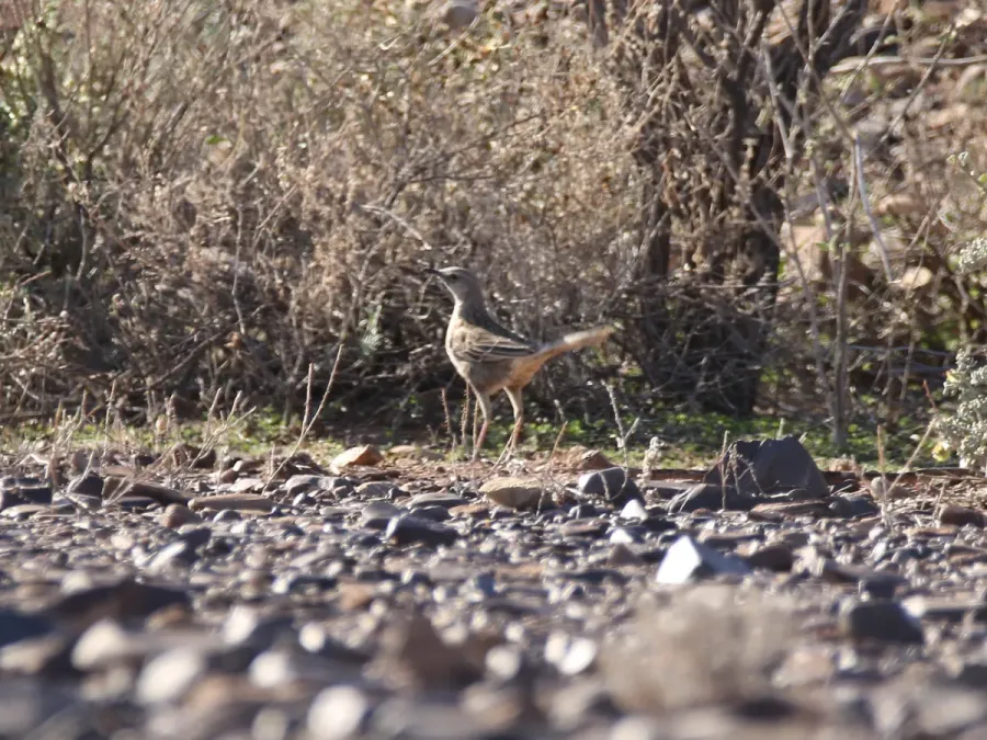 File:Cincloramphus cruralis (43691668955).jpg
