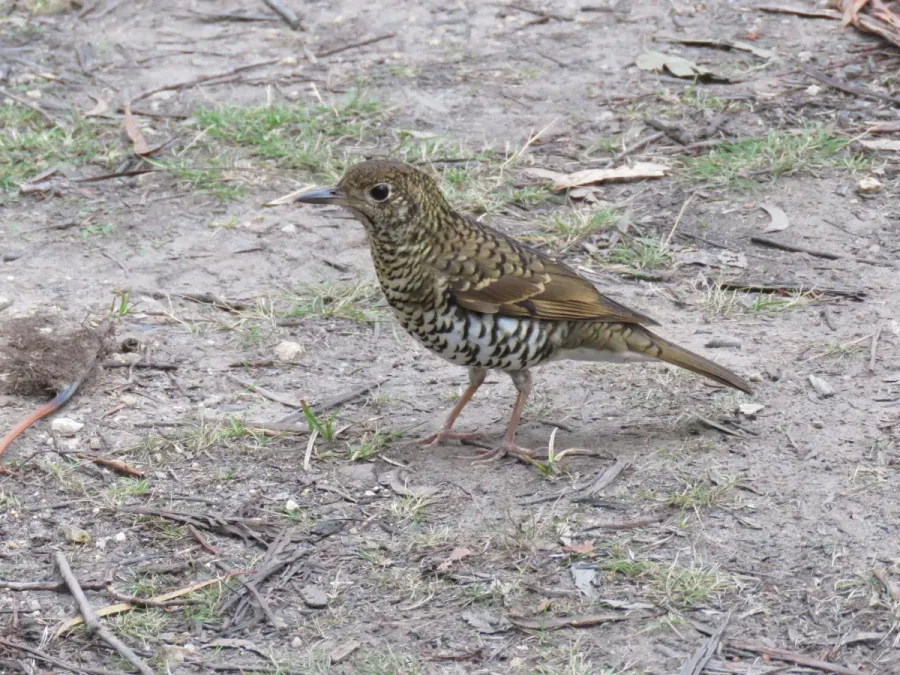 File:Zoothera lunulata (42385277332).jpg