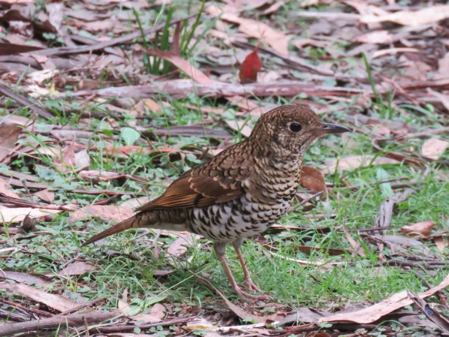 File:Zoothera lunulata (41533386355).jpg