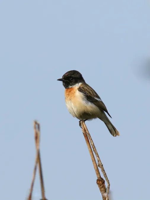 File:White-tailed Stonechat (Saxicola leucurus) (39810291391).jpg