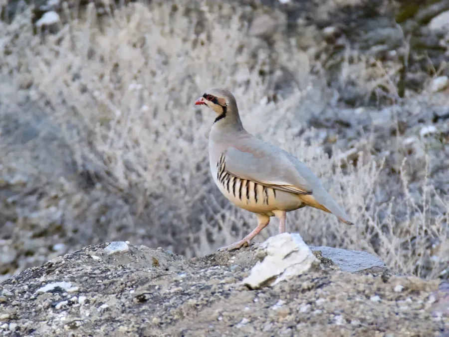 File:Chukar Partridge (Alectoris chukar) (39660989151).jpg