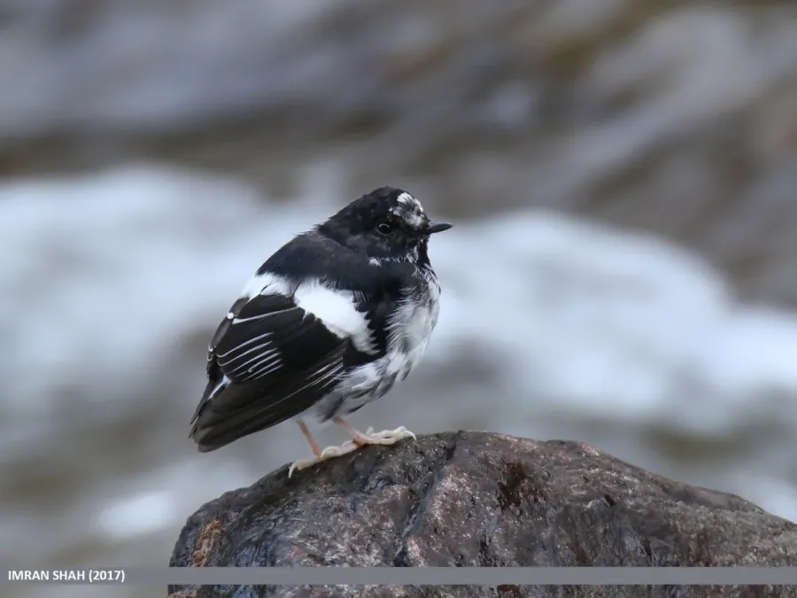 File:Little Forktail (Enicurus scouleri) (27859561749).jpg