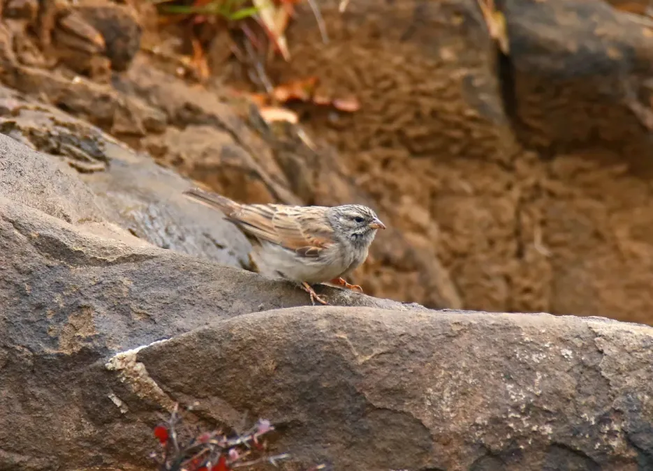 File:Striolated Bunting (Emberiza striolata) (24769786507).jpg