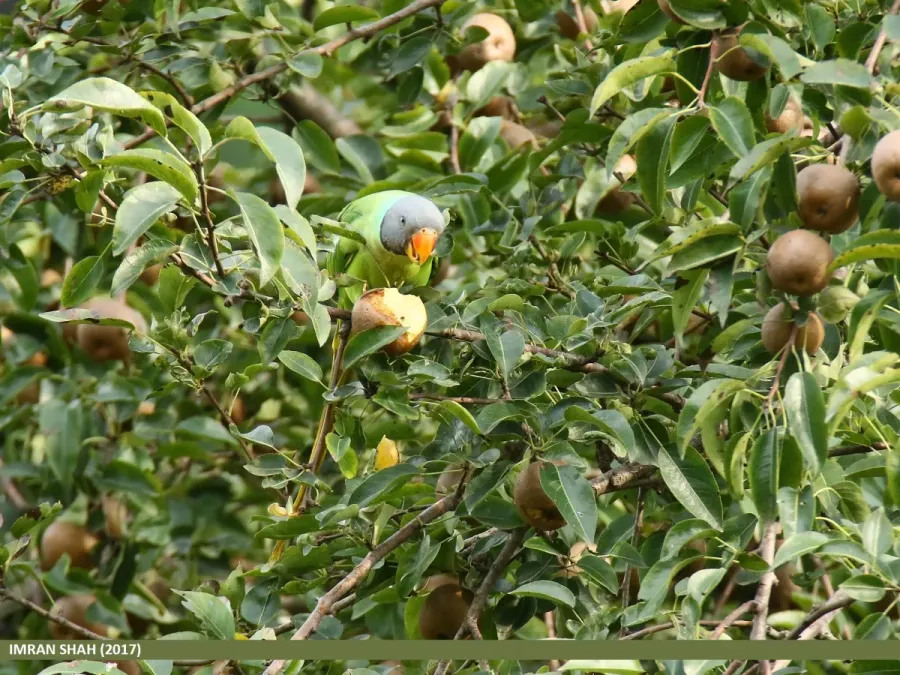File:Slaty-headed Parakeet (Psittacula himalayana) (38929772474).jpg