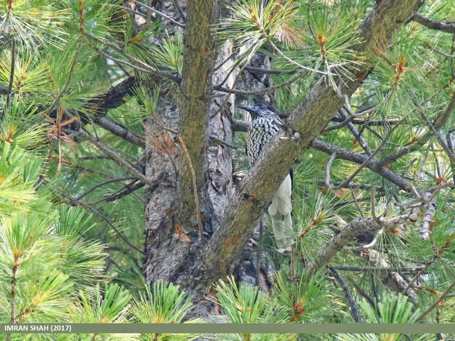 File:Large-spotted Nutcracker (Nucifraga multipunctata) (39638152041).jpg