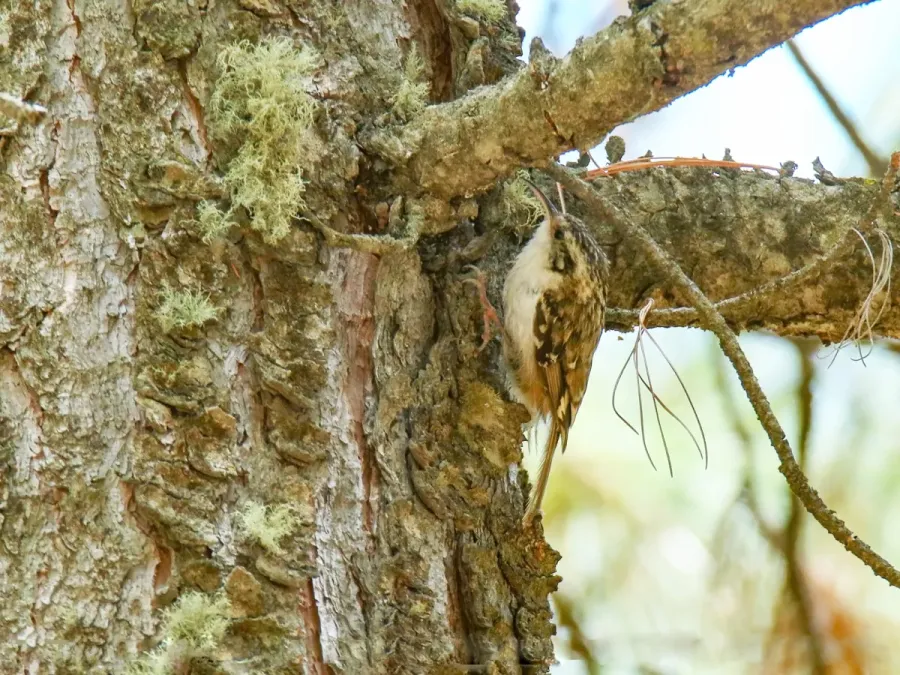 File:Hodgson's Treecreeper (Certhia hodgsoni) (38741827515).jpg