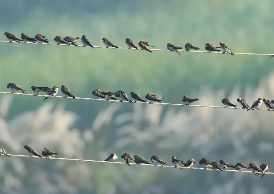 File:Pale Martin (Riparia diluta) & Wire-tailed Swallow (Hirundo smithii) (39637985021).jpg