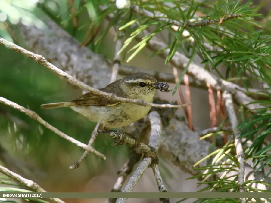 File:Tytler's Leaf Warbler (Phylloscopus tytleri) (39638080561).jpg