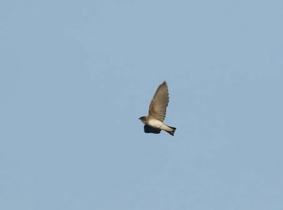 File:Pale Martin (Riparia diluta) (39607884912).jpg