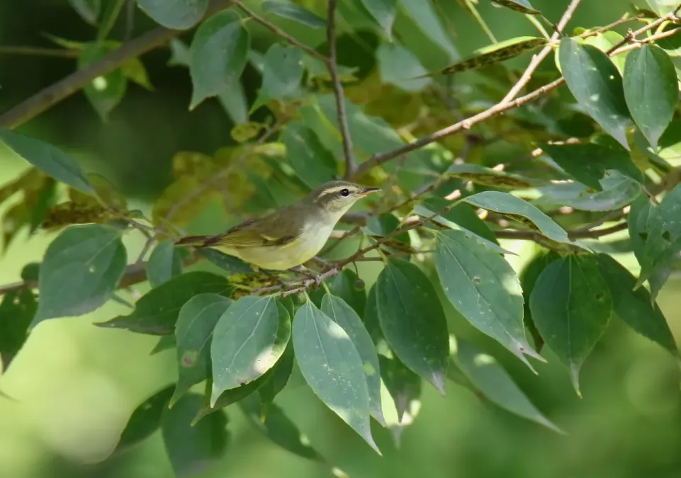 File:Large-billed Leaf Warbler (Phylloscopus magnirostris) (24769548927).jpg