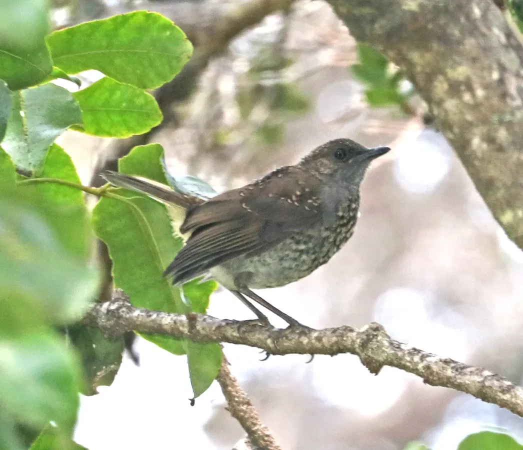 File:Oma'o (Myadestes obscurus) immature - Pu'u O'o trail, Kipuka Ainahou section, Hawai'i co, Hawaii.jpg