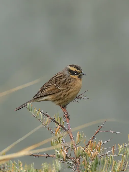 File:Black-throated Accentor (Prunella atrogularis) (38083891472).jpg