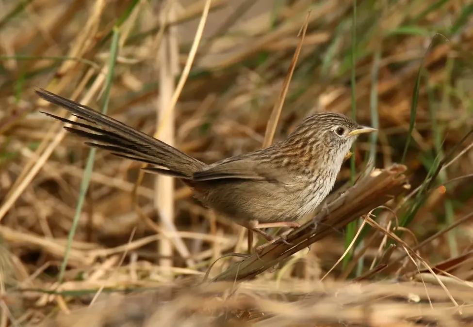 File:Rufous-vented Prinia (Laticilla burnesii) (34675407315).jpg