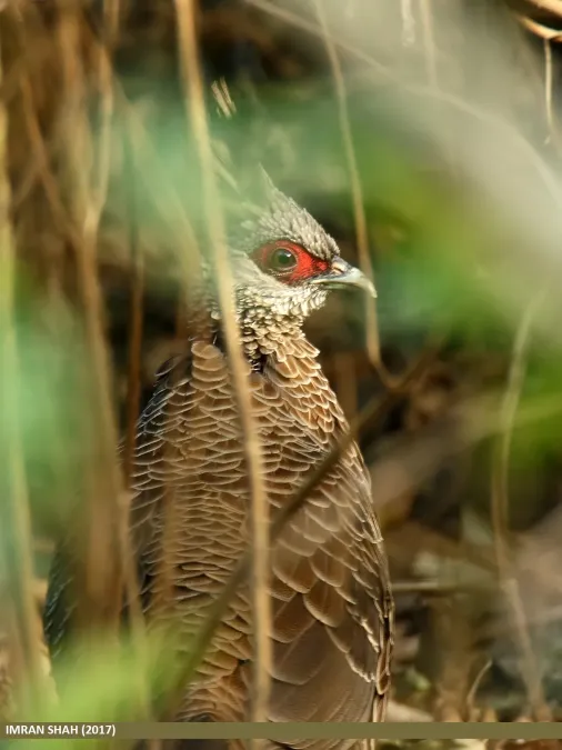 File:Kalij Pheasant (Lophura leucomelanos) (33692332244).jpg