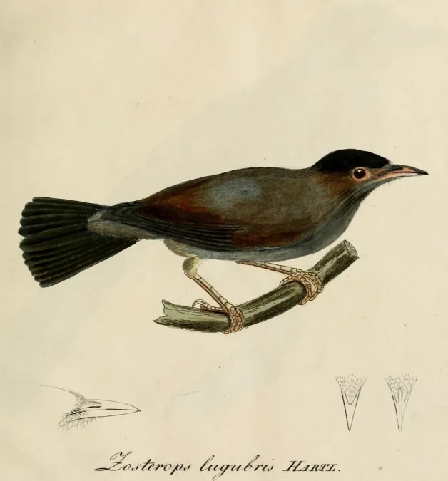 File:Zosterops lugubris - Beitrag zur Ornithologie Westafrica's (cropped).jpg