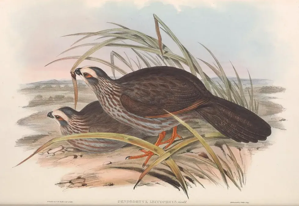 File:Dendrortyx leucophrys - A monograph of the Odontophorinæ, or, Partridges of America.jpg