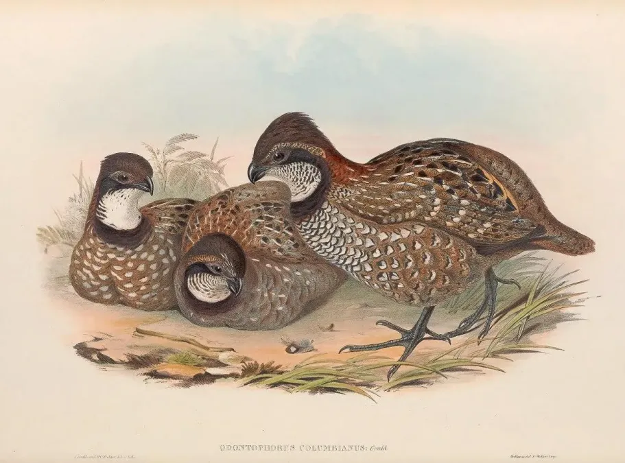 File:Odontophorus columbianus - A monograph of the Odontophorinæ, or, Partridges of America.jpg