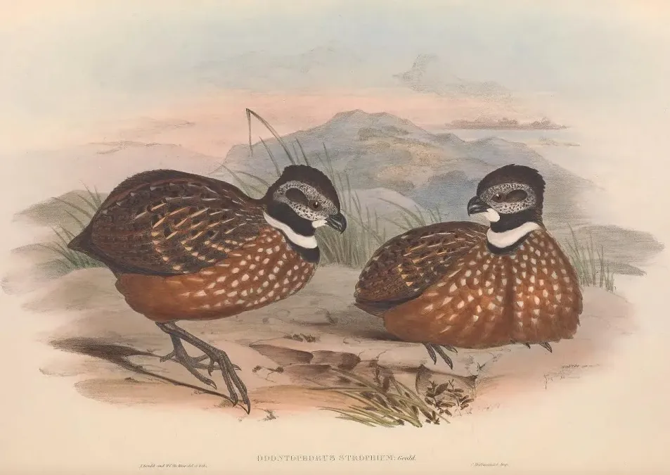 File:Odontophorus strophium - A monograph of the Odontophorinæ, or, Partridges of America.jpg