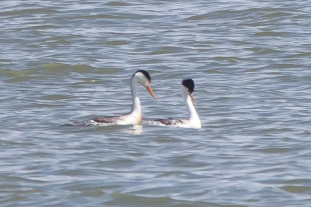 File:Clark's Grebe (Aechmophorus clarkii) (20343381252).jpg