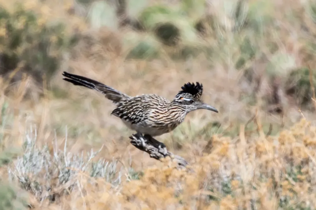 File:Greater Roadrunner (Geococcyx californianus) (19729203094).jpg